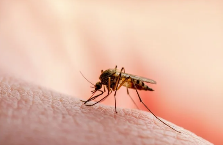 Pothuajse 3 në 10 fëmijë të vegjël mund të kenë malarie në Afrikën Sub-Sahariane malaria /mushkonjat