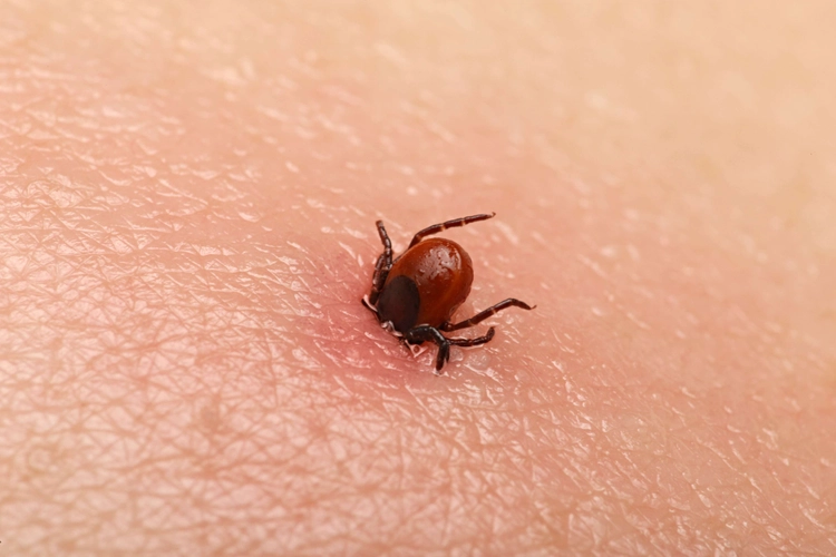 Asnjë rast i infektimit me ethe hemorragjike në Malishevë