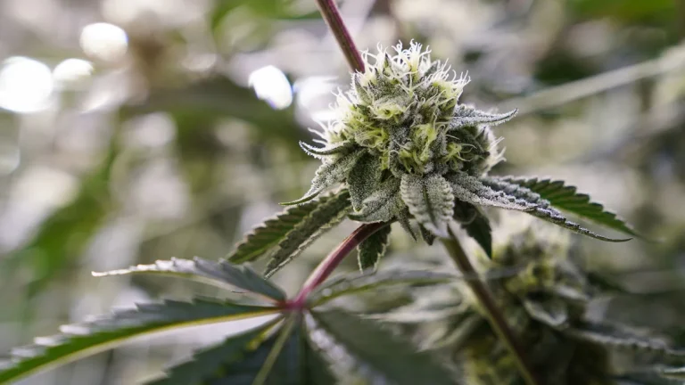 Studim: FDA, marihuana plotëson kriteret për riklasifikimin si ilaç me rrezik më të ulët