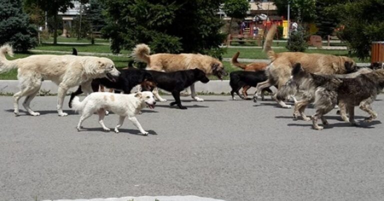 “E tmerrshme”, flet ish-kryeshefja e infermierisë që u sulmua nga qentë