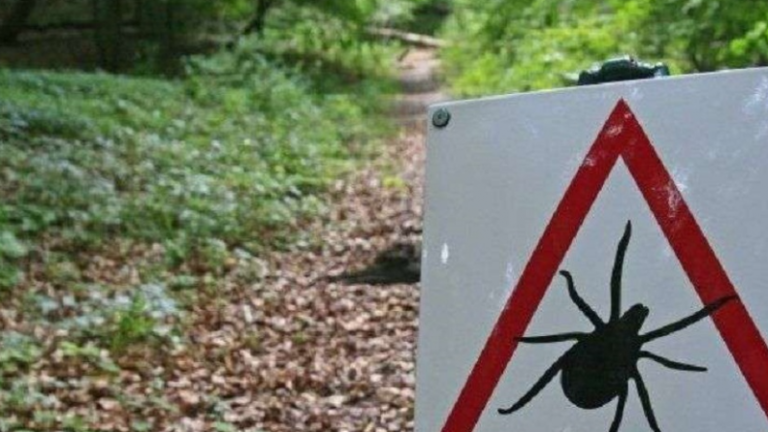 Rreziku nga pickimi i rriqrave, IKSHP del me rekomandime për qytetarët