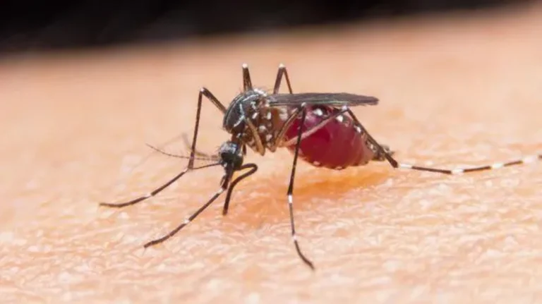 OBSH shpall Egjiptin pa malaria pas përpjekjeve 100-vjeçare për të eliminuar sëmundjen infektive