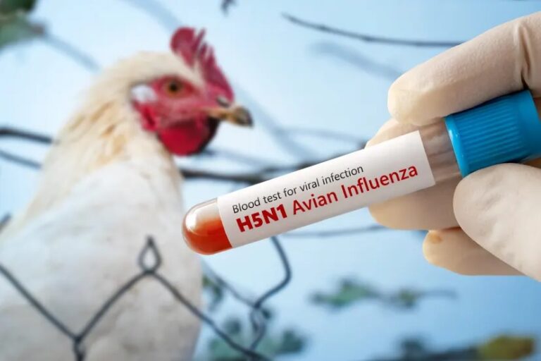 Australia konfirmon rastin e parë të gripit të shpendëve H5N1 në territorin kontinental