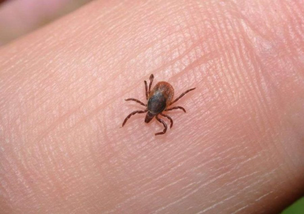 A ishte ilaç i morrave apo rriqnave? AUV del me sqarim