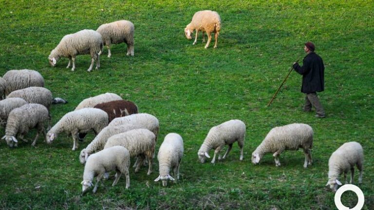 Rikthehet murtaja e bagëtive të imëta në Shkodër të Shqipërisë