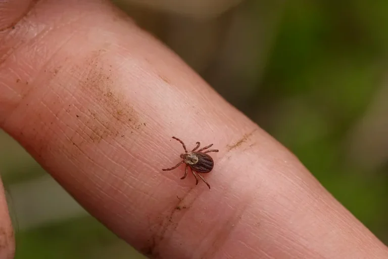Shumë pacientë me sëmundjen Lyme nuk marrin kujdesin e nevojshëm pas trajtimit