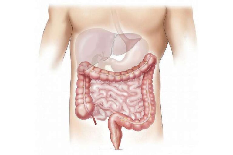Zbulim i ri: Proteinat e baktereve në zorrë ndikojnë në hormone, sheqerin në gjak dhe forcën e kockave