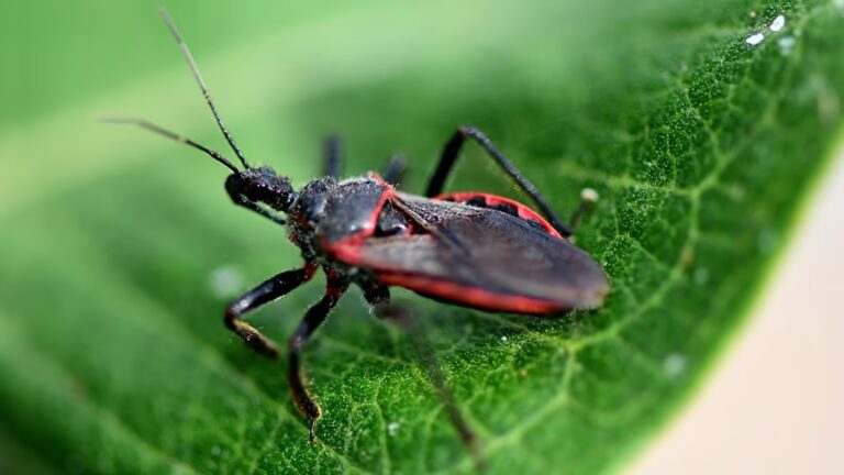 Sëmundja parazitare Chagas më e përhapur në SHBA se sa mendohej