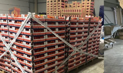 Kroacia bllokoi 8 tonë domate shqiptare me pesticide, tre të arrestuar në Berat