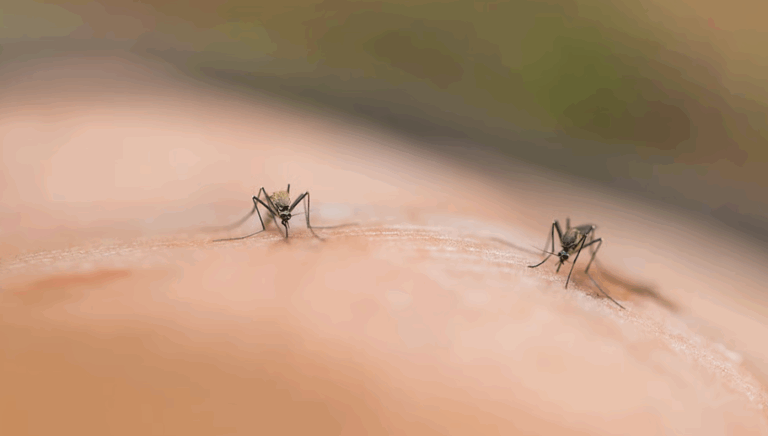Pas 6 vitesh, konfirmohet rasti i parë lokal i virusit Chikungunya në Nju Jork