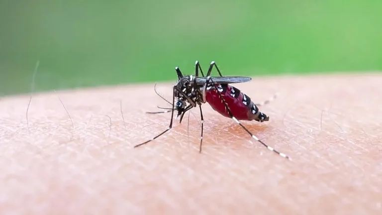Europa mund të kthehet në vatër të virusit chikungunya për shkak të ndryshimeve klimatike